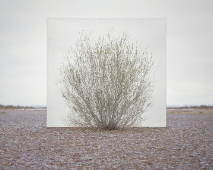 Tree... Courtesy of Yossi Milo Gallery