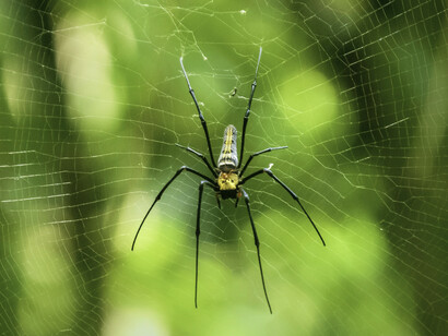 Otros han decidido que ellos saben lo que es bueno para nosotros y, «para mejorar nuestro bienestar», en lugar de cambiar la realidad, ellos cambian el lenguaje para que cambiemos la percepción que tenemos de nuestra vida