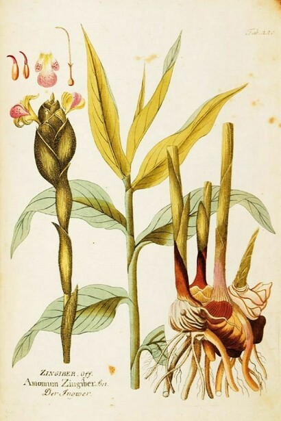 Daniel Wagner,Rheum undulatum. Bibliotheca Antiqua Aboca Museum.