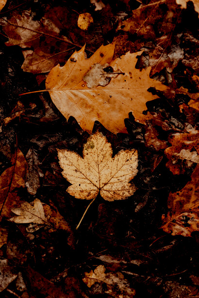 A fallen oak leaf bathed in dramatic autumn sunlight, highlighting its rich textures and seasonal colors