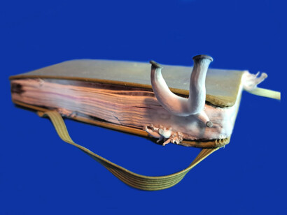 Polonca Lovšin, We eat things to make soil . Mushrooms, transforming our world (still), 2023. Courtesy of MG+MSUM