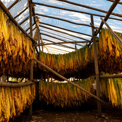 Für Schlüsselbranchen wie Landwirtschaft und Tabak ist es dank einer außer Kontrolle geratenen Politik nahezu unmöglich, auf Europa zu setzen. Bild: Tabakblätter im Gewächshaus auf dem Land