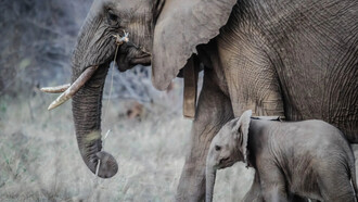 Un elefante e il suo cucciolo: l'elefante è il più grande mammifero terrestre oggi vivente sul nostro Pianeta