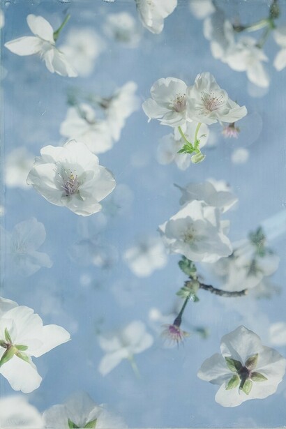 Catherine Erb, Cherry blossoms, 2023. Courtesy of Catherine Couturier Gallery