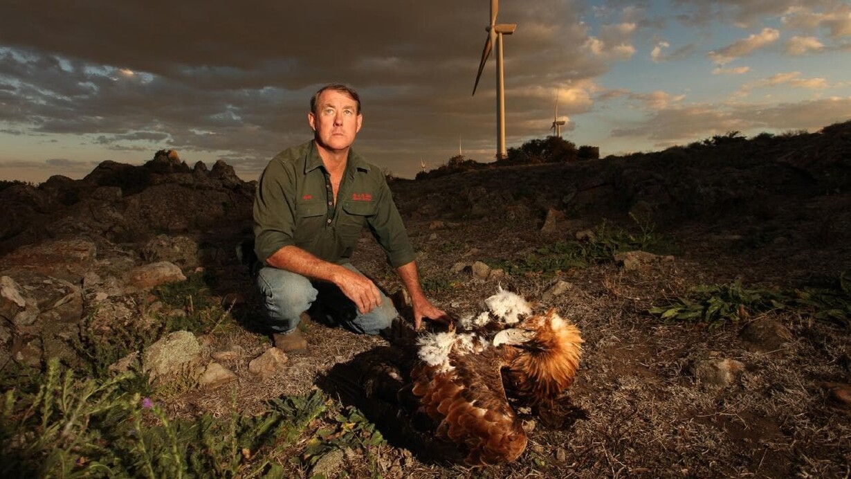Farmer with dead eagle after wind turbine injury, near Waterloo Wind Farm, Australia © Vanessa Hunter 
