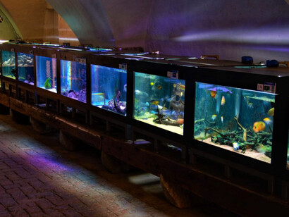 Acquario del Museo. Courtesy of Museo di Storia Naturale