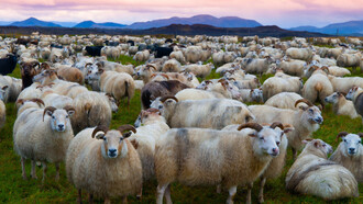 Icelandic sheep