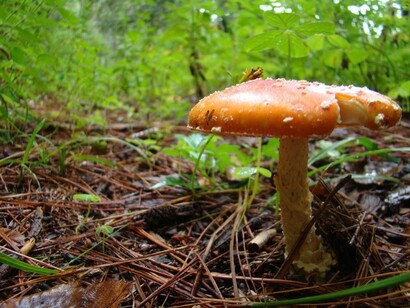 México. Hongos autóctonos