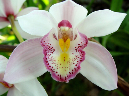 Orquídea blanca, símbolo del amor puro