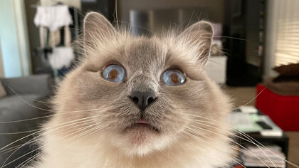 El primer Santo: Dulce, mi gato, que luego de despertarse y abandonar su cómoda posición en mi cama se acerca y comienza a manosear mi mejilla para que despierte