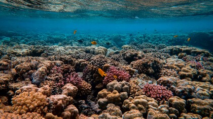 Há muitos motivos que justificam a necessidade da exposição. As mudanças climáticas globais estão destruindo os recifes de corais e levando muitas espécies à extinção. O oceano está gravemente poluído. No Brasil, cerca de 1,3 milhão de toneladas de resíduos plásticos são descartados no oceano todos os anos, de acordo com o relatório Fragmentos de Destruição: Impacto do Plástico na Biodiversidade Marinha, divulgado em 2024. Globalmente, o Fundo Mundial para a Natureza (WWF) estima que, a cada ano, cerca de 9 milhões a 14 milhões de toneladas de resíduos plásticos são adicionadas aos oceanos do mundo