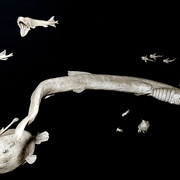 Oceanography. Courtesy of Deutsches Museum