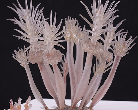 Sea Creatures in Glass. Courtesy of Harvard Museum of Natural History