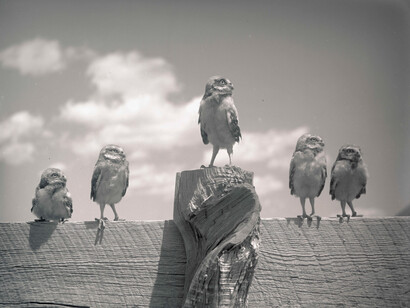 Catching Birds with a Camera. Courtesy of Oregon Historical Society