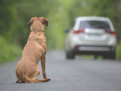 The forlorn dog watches sadly as his owner's car disappears from view