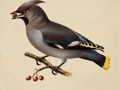 Wilhelm von Wright: Bohemian Waxwing, 1829. Finnish National Gallery / Ateneum Art Museum, coll. Antell. Photo: Finnish National Gallery / Tero Suvilammi