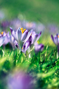 La Primavera in cucina
