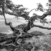 Galería Lyle O. Reitzel