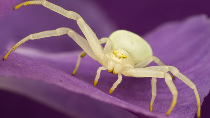 Crab Spider - (Misumena vatia)