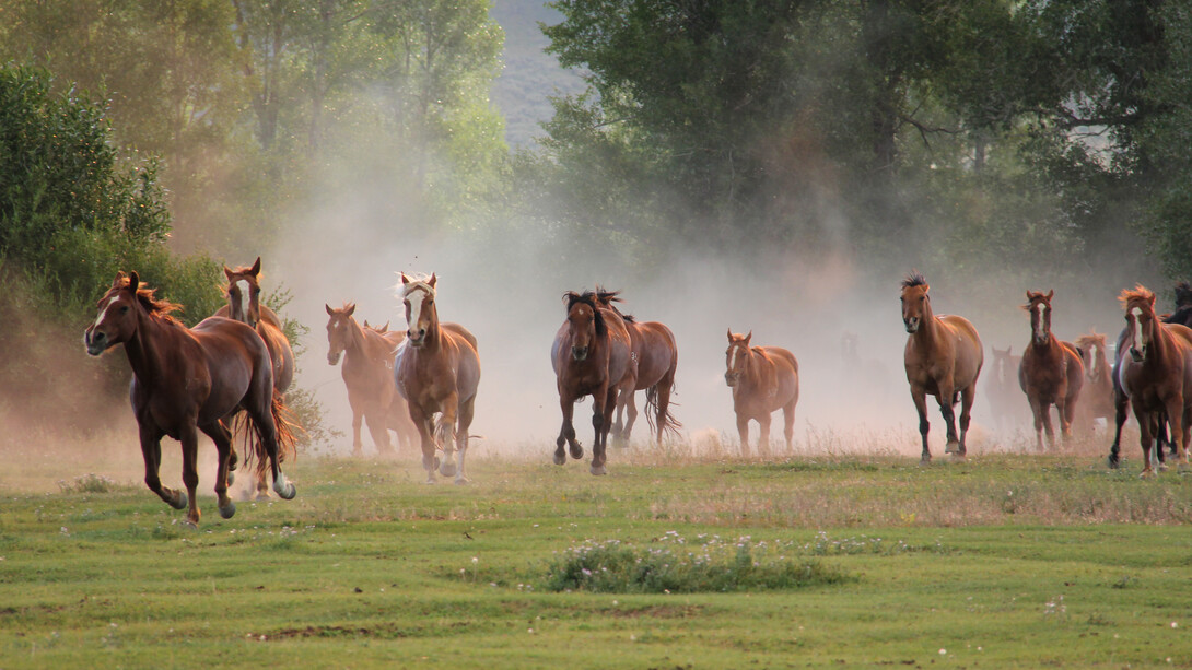 Ecological Ranching in California