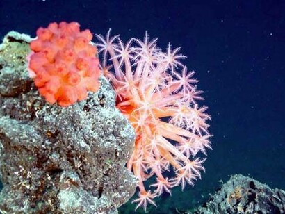 Octocoralli di profondità o coralli molli (Octocorallia: Alcyonacea), a volte chiamati comunemente “corallo fungo”. Come altri cnidari, il corallo fungo ha cellule urticanti o nematocisti all'interno dei suoi tentacoli appariscenti che vengono utilizzati per catturare le prede più piccole