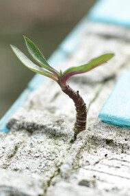 Life always finds a way