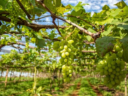 Vitigni di uva bianca: "Il cambiamento climatico non è una minaccia futura: è una realtà presente. E il vino, con la sua dipendenza totale dalle condizioni ambientali, ne è un indicatore sensibile"