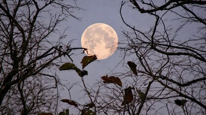 Full moon shining through bare tree branches at twilight in Chitrod, Gujarat, India