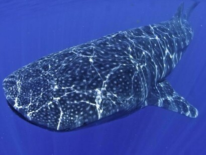 Un tiburón ballena en las profundidades del mar