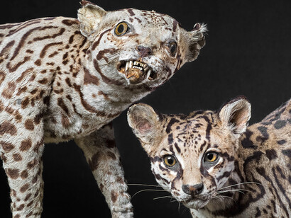 Masterpieces of Taxidermy. Courtesy of Museum für Naturkunde