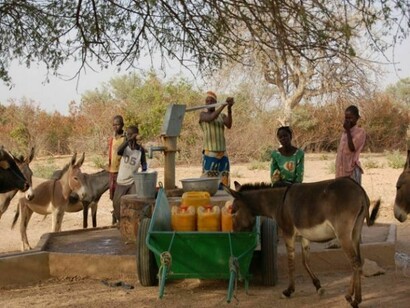 Abbeveraggio per gli asini