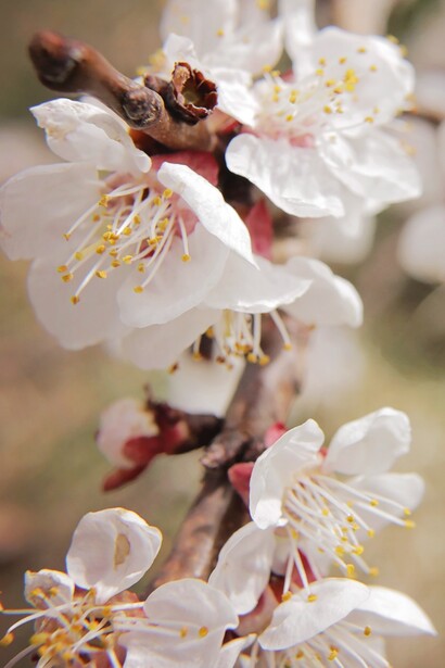 O ritmo da natureza: florescimento
