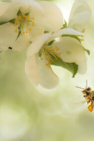 Fable of the Honey Bees