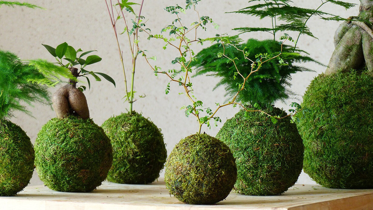 L’arte giapponese dei kokedama