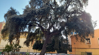 Fotografía de Oscar Farrerons. Uno de los pocos árboles que destacan en Gràcia es una encina (Quercus ilex) que los técnicos forestales han datado en más de 250 años, Barcelona, España