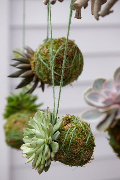 Kokedama e piante grasse