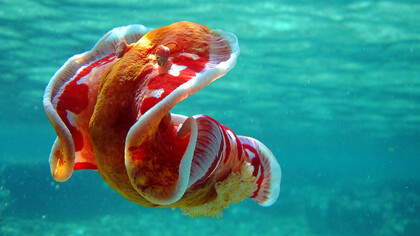 Hexabranchus sanguineus 