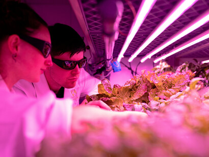 Científicos analizan el progreso en plantas comestibles alteradas para mejorar la salud