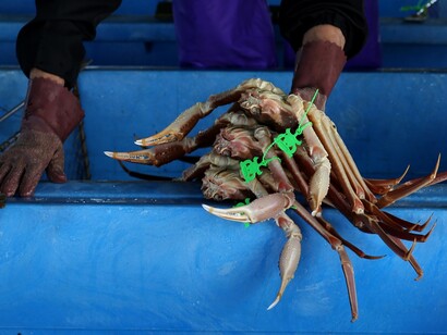 Pesca del granchio. I cambiamenti hanno raggiunto un punto critico le cui conseguenze sono in fase di studio