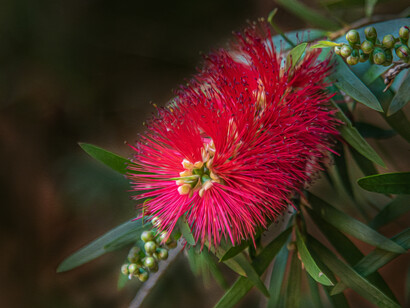 Bottlebrush favorisce il legame madre-figlio ostacolato a volte da sentimenti negativi 