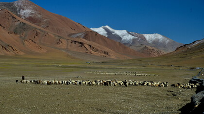 Nomadic pastoralism is ancient in Changthang, Ladakh, and threatened by a proposed mega-solar park @ Ashish Kothari