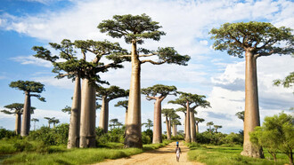 Baobab trees along a dirt road called the Avenue of the Baobabs in Morondava, Madagascar. They may live for 5,000 years