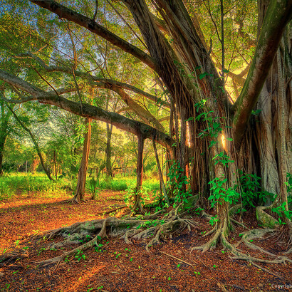 Large Banyan Tree at Riverbend Park Jupiter Florida © Kim Seng