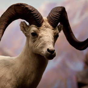 Hall of North American Wildlife. Courtesy of Carnegie Museum of Natural History