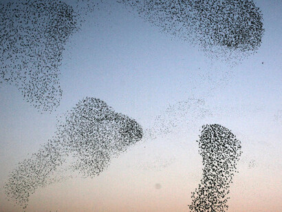 Per comprendere le regole degli stormi sono stati necessari ben due anni di osservazioni degli uccelli in volo con telecamere piazzate sui tetti degli edifici