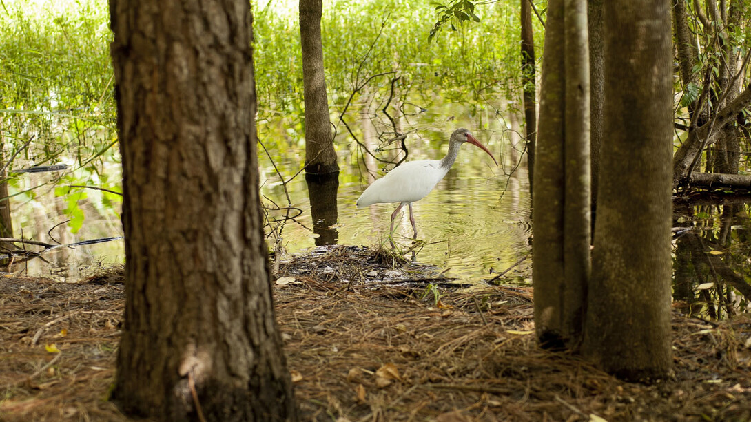 Natural Area Teaching Lab Trails. Courtesy of Florida Museum of Natural History