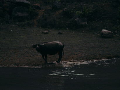 Buffalo