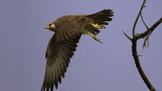 Laggar Falcon in flight