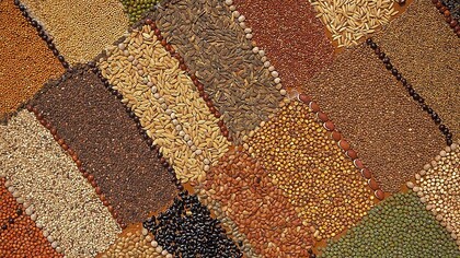 Mosaic of foodgrains from dryland Telangana, Southern India © Ashish Kothari