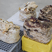 Gina Folly, Unfinished business, (Ling Zhi)V- XI, 2017 chinese anti-aging mushroom spawn for immortality Courtesy the artist & Ermes-Ermes